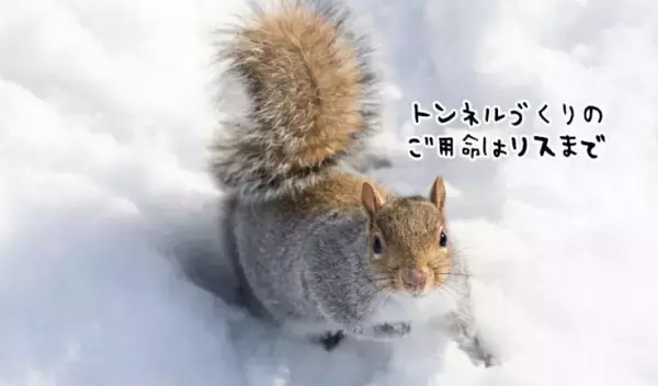 雪中トンネルを作ったのはなんとリス！餌場と餌場をつないでいた