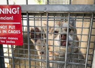 うれしいニュース。アメリカで犬猫の殺処分が激減、約400万匹が新たな家族の元へ