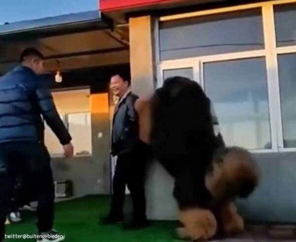 巨大みがすぎる クマかと思ったら犬だった 22年6月5日 エキサイトニュース