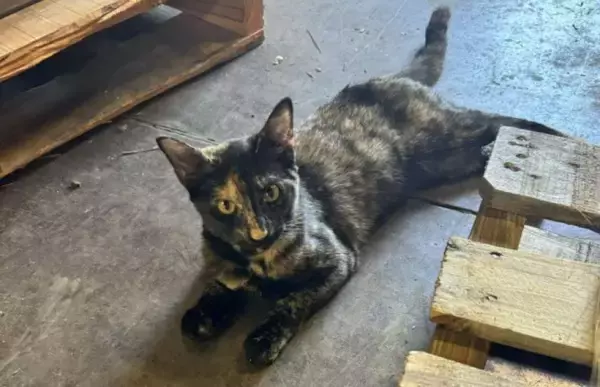 ハリケーン取材に訪れたレポーターに「ニャー」と呼びかけたことで瓦礫の中から救助された猫