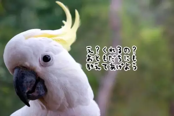 1羽のオウムがやってきたのでクラッカーを与えたところ、数分後、大勢の仲間を連れて戻ってきた！