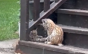 一方カナダでは...かわいい子猫が庭で遊んでる！と思ったらオオヤマネコだったりする件