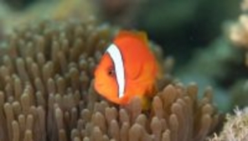 クマノミの赤ちゃんは社会的な圧力で白い縞模様を早く失うことが判明（日本研究）