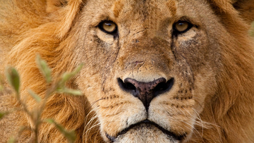 違法に売られた子ライオンの行方が判明。両親と再会し共に暮らし始める