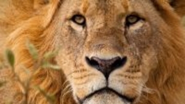 違法に売られた子ライオンの行方が判明。両親と再会し共に暮らし始める