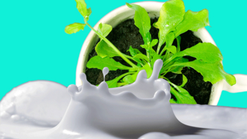 植物が畑の牛乳に。種子から乳タンパク質をつくることに成功