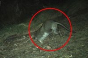 うれしいニュース。30年目撃が途絶えていたアシナガネズミカンガルーをカメラがとらえる