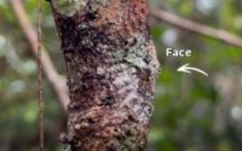 驚くべき擬態！よく見てもわからない、木の幹に貼りつくへラオヤモリ