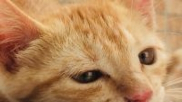 トルコのホテルで出会った運命の猫、チェコに連れ帰り家族の一員に