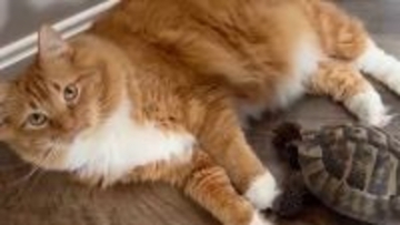 チャトラッシュ・ラブ！茶トラ柄の猫にだけを激しく愛する亀