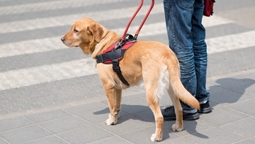 横断歩道の上で停車してはいけない理由。飼い主を渡らせなかった盲導犬