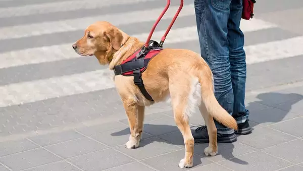 横断歩道の上で停車してはいけない理由。飼い主を渡らせなかった盲導犬