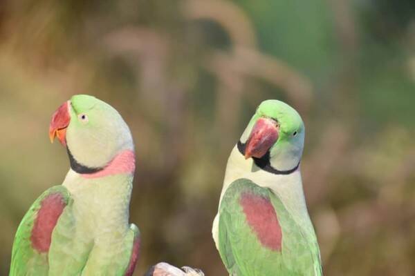 イギリスで増殖する野生化したワカケホンセイインコ ロンドンでは5万羽に及び怪しげな都市伝説も 22年3月30日 エキサイトニュース