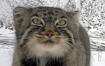 うれしいニュース。マヌルネコがヒマラヤ東部に生息していることが判明！