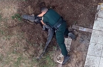 フロリダではよくあること。投げ縄と抑え込みでワニを捕獲する保安官