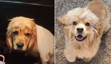 雨の中、スポーツジムのドアから中を覗いていた犬のハッピーエンド物語