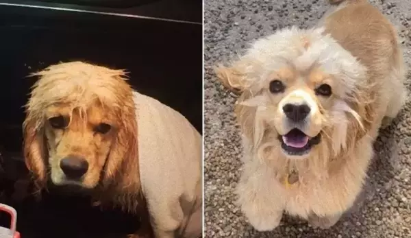 雨の中、スポーツジムのドアから中を覗いていた犬のハッピーエンド物語