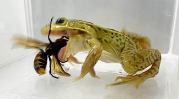 トノサマガエルはスズメバチに刺されても気にせず食べてしまう。痛みや毒はへっちゃら