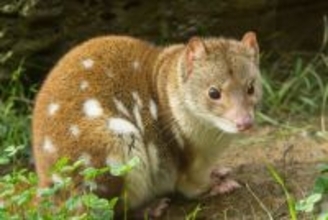 ちょっと通りますよ。タスマニアの海岸で撮影中、オオフクロネコがカメラの前を横切る