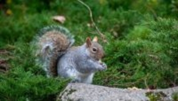 リスはどうやって埋めたドングリを見つけるのか？驚異の記憶力と窃盗戦略