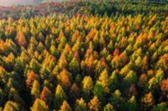 砂漠化を防ぐ780億本の植林が逆に水不足を招く皮肉な結果に。その理由とは？