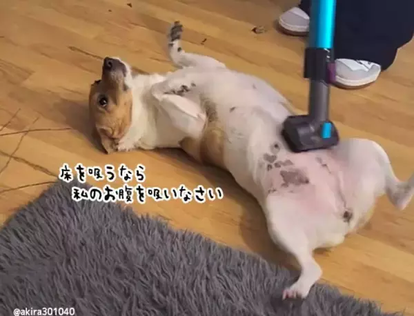 床を吸うなら私を吸いなはれ。掃除機が好きすぎる犬のせいで床がきれいにならない