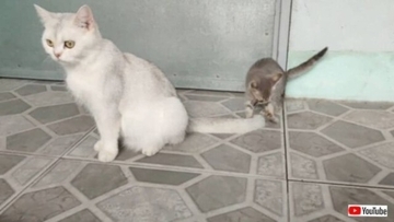 「お姉にゃん、もっと遊んで！」大きな猫の尻尾を追いかけて遊ぶ子猫が可愛い