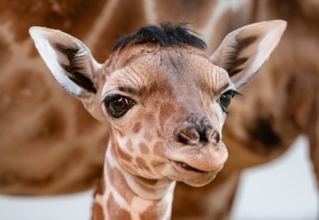 頭のてっぺんにかつらのような房毛を持つキリンの赤ちゃんがアイドルに