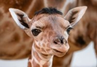 頭のてっぺんにかつらのような房毛を持つキリンの赤ちゃんがアイドルに