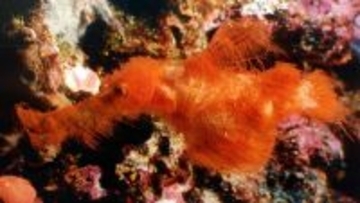 もじゃもじゃの新種の魚を南西太平洋で発見、セサミストリートのキャラにちなみ命名