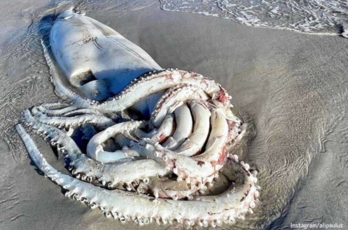 巨大種 ダイオウイカが南アフリカの海岸に打ち上げられる 22年5月12日 エキサイトニュース 巨大種 ダイオウイカが南アフリカの海岸に打ち上げられる 22年5月12日 エキサイトニュース