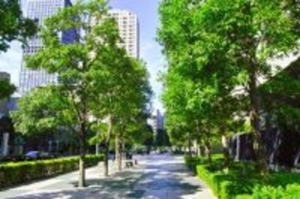 街路樹や公園の木を意識して眺めるだけでもメンタルヘルスが改善するとする研究結果
