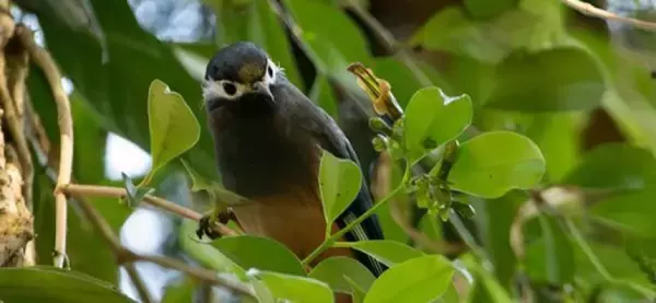 より多くの種の鳥に受粉してもらうため、自ら姿を変えた植物、ナガミカズラの驚きの進化