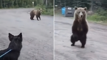 愛犬の散歩中にハイイログマに近づかれた女性、冷静に対応して追い返す（カナダ）
