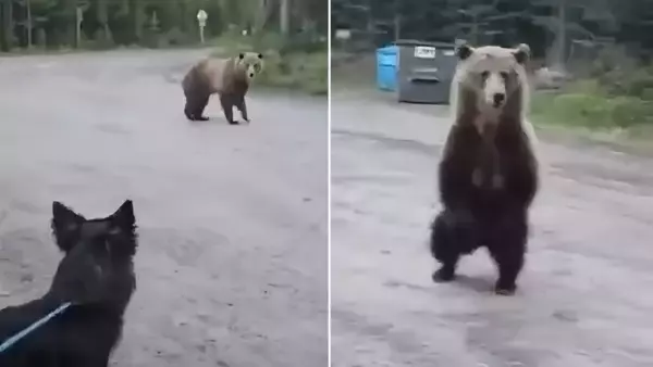 愛犬の散歩中にハイイログマに近づかれた女性、冷静に対応して追い返す（カナダ）