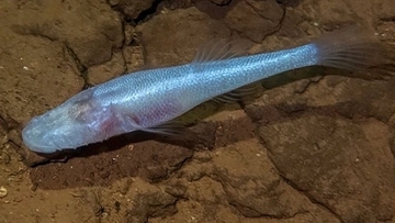 新属新種の目のない洞窟魚を発見、ストレンジャー・シングスの悪魔の名がつけられる