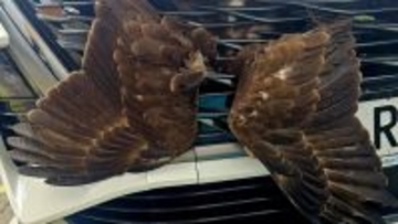 まるで巨大な蝶！ハヤブサが車のフロントグリルに挟まった状態で発見され、無事救出