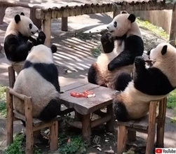 中に人疑惑。4頭のパンダが椅子に座りテーブルを囲んで仲良く食事