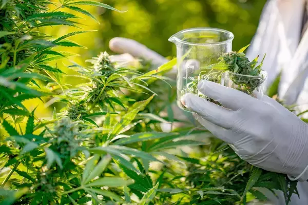 大麻草の成分が原料。沸騰した湯にも耐え、1600%伸びるプラスチック代替素材を開発