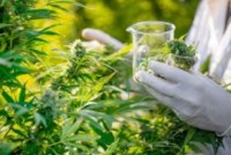 大麻草の成分が原料。沸騰した湯にも耐え、1600%伸びるプラスチック代替素材を開発
