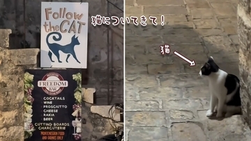 「猫についていって」の看板の近くに猫！そのままカフェの空席に案内してくれた！