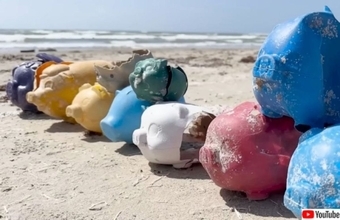 どんぶらこっこ…60個ものブタの貯金箱がテキサス州の海岸に流れ着く