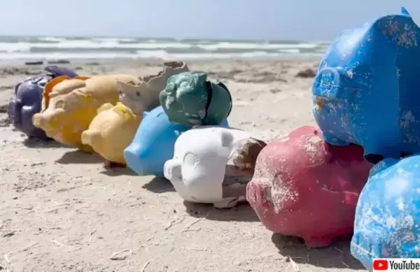 どんぶらこっこ…60個ものブタの貯金箱がテキサス州の海岸に流れ着く