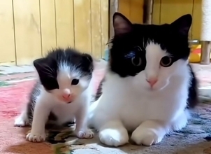 シンクロ率高め、猫のそっくり親子大集合