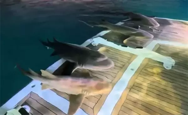 ボートの上がサメの駐車場に！デッキに乗り込んでリラックスするコモリザメ