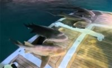 ボートの上がサメの駐車場に！デッキに乗り込んでリラックスするコモリザメ