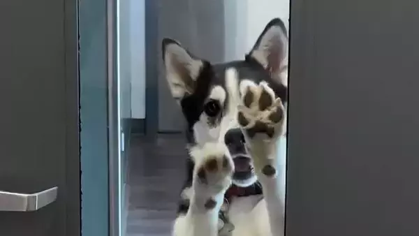 反省はしていない。病院に行く予定だった犬、脱走して犬の保育園に行き大はしゃぎ