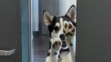 反省はしていない。病院に行く予定だった犬、脱走して犬の保育園に行き大はしゃぎ