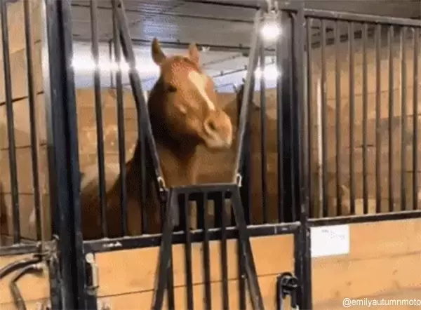 ヘヴィメタル音楽を聞かせると自然にヘドバンするようになった馬（要音声）