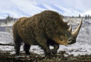 1万4400万年前のオオカミの胃からケブカサイの組織を発見。ゲノム解析で絶滅の原因を探る